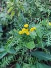 Tanacetum vulgare