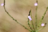 Verbena officinalis