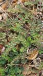 Euphorbia prostrata