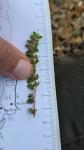 Euphorbia prostrata