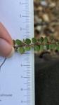 Euphorbia prostrata