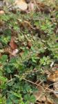 Euphorbia prostrata