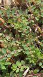 Euphorbia prostrata