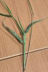 Setaria verticillata