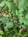 Cirsium oleraceum