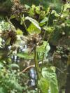 Rubus caesius