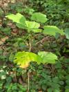 Ribes rubrum
