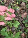 Geum urbanum