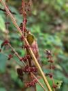 Rumex conglomeratus