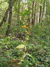 Rumex conglomeratus
