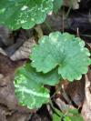 Glechoma hederacea
