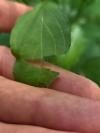 Cornus sanguinea