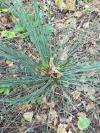 Juncus inflexus