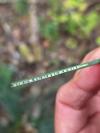 Juncus inflexus