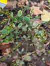 Hypericum tetrapterum