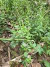 Epilobium parviflorum