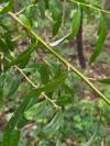 Salix
