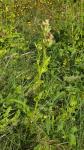 Cirsium oleraceum