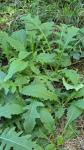 Cirsium oleraceum