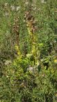 Cirsium oleraceum