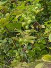 Humulus lupulus