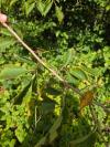 Ulmus minor