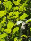Alnus
