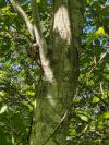 Alnus