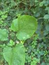 Arctium lappa