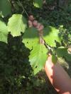 Alnus