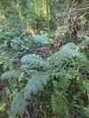 Cirsium oleraceum