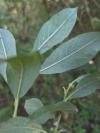 Salix atrocinerea
