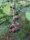 Rubus