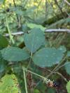 Rubus