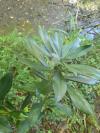 Daphne laureola