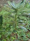Daphne laureola