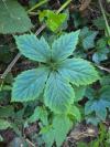 Parthenocissus