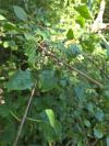 Rhamnus cathartica