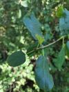 Rhamnus cathartica