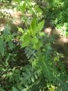 Cirsium oleraceum