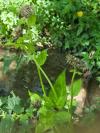 Cirsium oleraceum