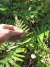 Dryopteris filix-mas