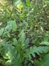 Cirsium oleraceum
