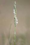 Spiranthes spiralis