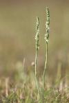Spiranthes spiralis