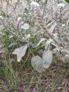 Heliotropium europaeum