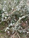 Heliotropium europaeum