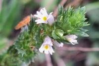 Euphrasia stricta