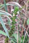Euphrasia stricta