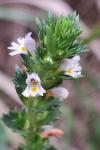 Euphrasia stricta